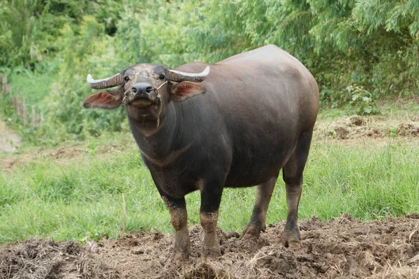 scenic shot of asian cow grazing on nature