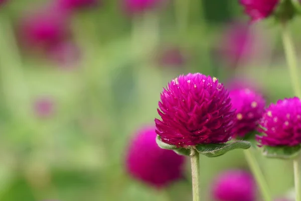 Primer Plano Flores Color Creciendo Aire Libre —  Fotos de Stock