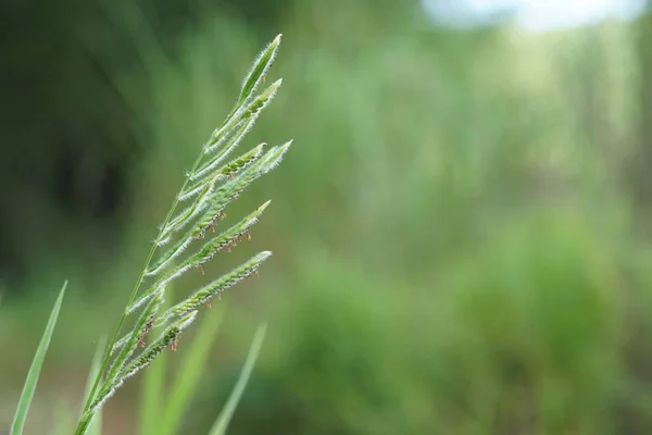 Primer Plano Las Plantas Verdes Aire Libre Durante Día —  Fotos de Stock