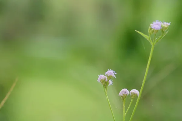 Close Color Flowers Growing Outdoor — Stock Photo, Image