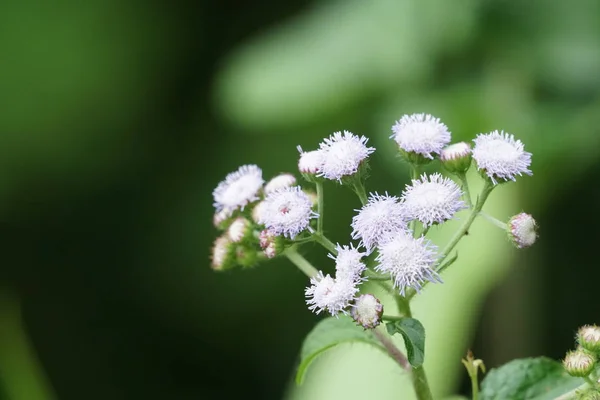 Gros Plan Fleurs Couleur Poussant Plein Air — Photo