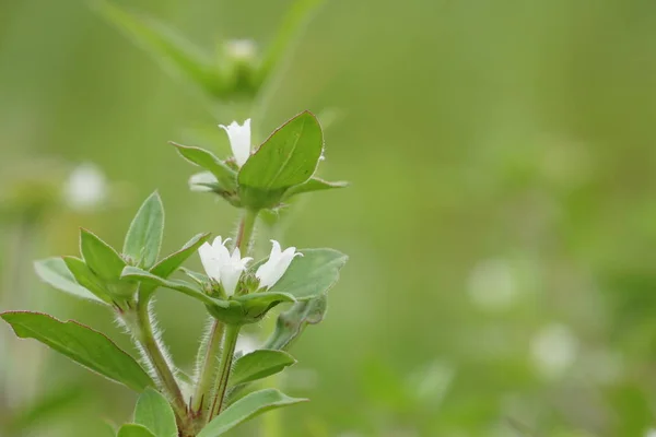 Närbild Färg Blommor Växer Utomhus — Stockfoto