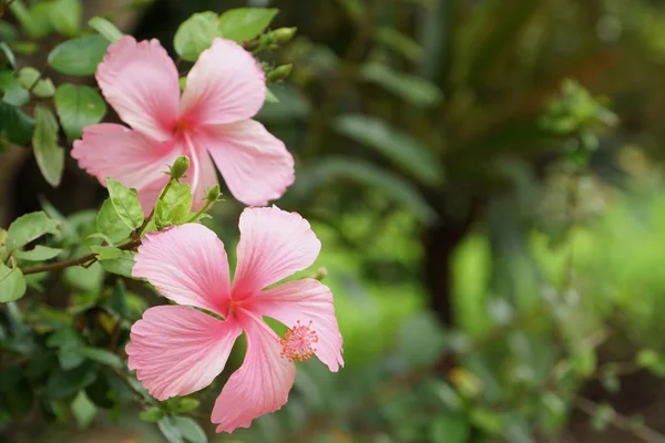 Close Flores Cor Crescendo Livre — Fotografia de Stock