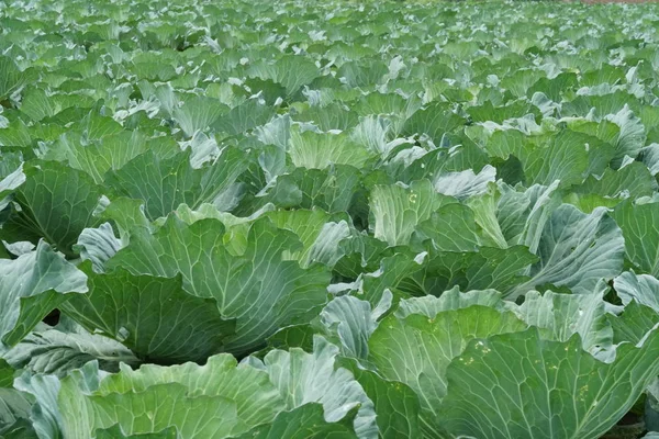 Vista Del Campo Agrícola Con Repollo Durante Día —  Fotos de Stock