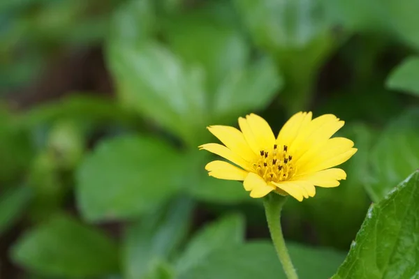 Primo Piano Colore Fiore Che Cresce All Aperto — Foto Stock