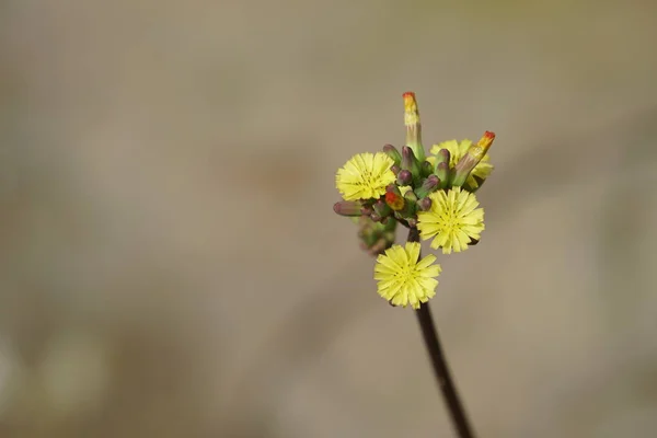 Açık Büyüyen Renk Çiçekler Yakın — Stok fotoğraf