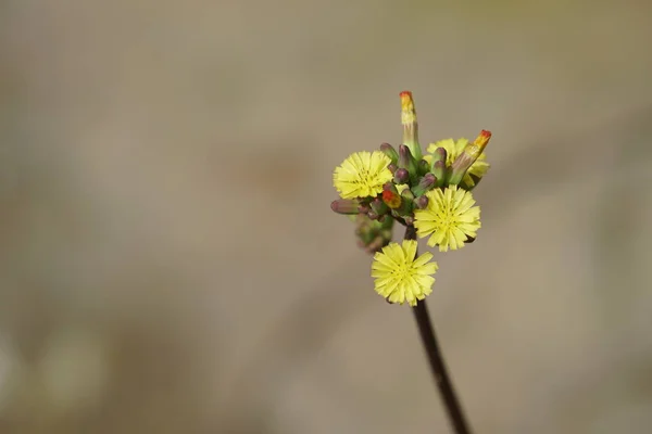 Aproape Flori Culoare Creștere Aer Liber — Fotografie, imagine de stoc