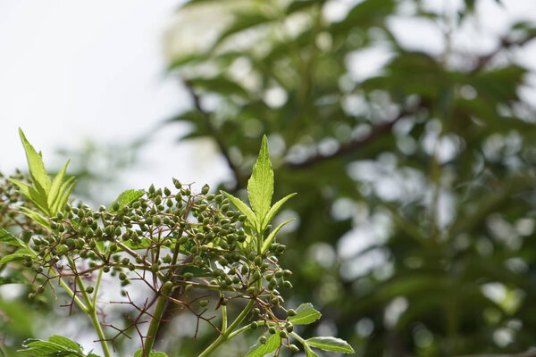 close up of green plants outdoors at daytime 