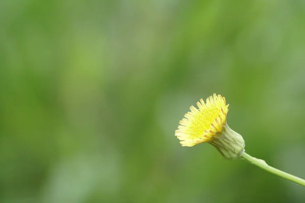 Gros Plan Fleur Couleur Poussant Plein Air — Photo