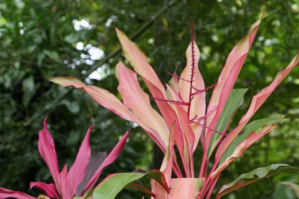 Gros Plan Des Feuilles Des Plantes Couleur Jour — Photo