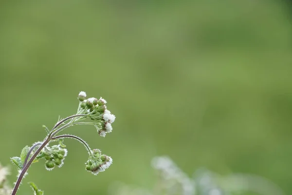 Primer Plano Flores Color Creciendo Aire Libre — Foto de Stock