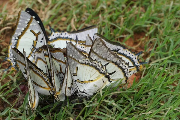 Primer Plano Hermosa Mariposa Agua Potable Aire Libre —  Fotos de Stock