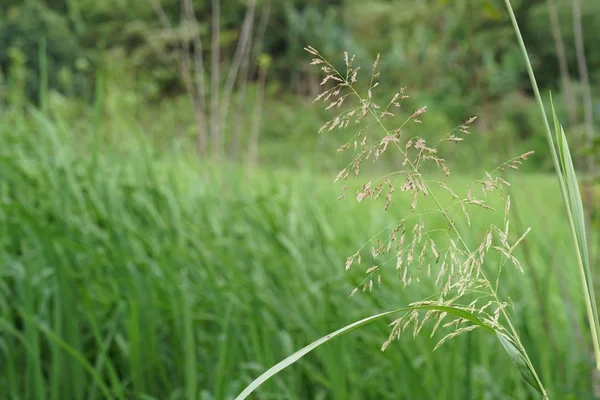 Fermer Les Plantes Vertes Extérieur Jour — Photo