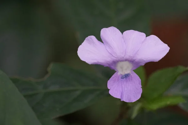 Close Color Flower Growing Outdoor — Stock Photo, Image