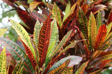 renk bitkiler yakın yukarı gündüz yaprakları 