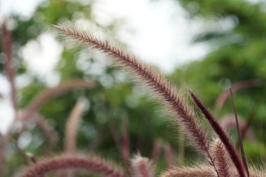 gündüz açık havada yeşil kabarık bitkilerin yakın 