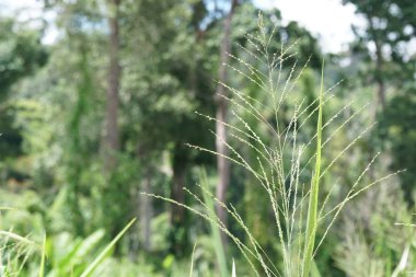 gündüz açık havada yeşil bitkilerin yakın 