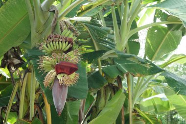 gündüz açık havada yeşil bitkilerin yakın 