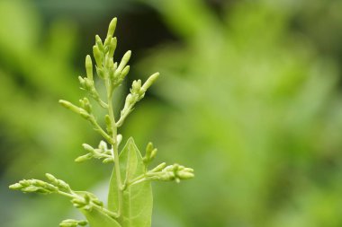 gündüz açık havada yeşil bitkilerin yakın 