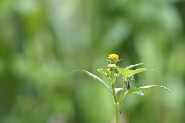 Açık büyüyen renk çiçekler yakın 