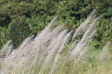 gündüz açık havada yeşil bitkilerin yakın 