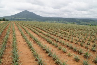 gündüz tarım alanının görünümü