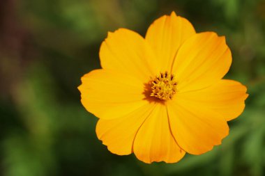 Açık büyüyen renk çiçeği yakın 