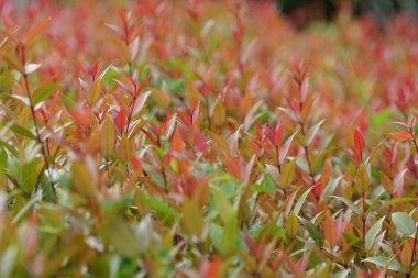 renk bitkiler yakın yukarı gündüz yaprakları 