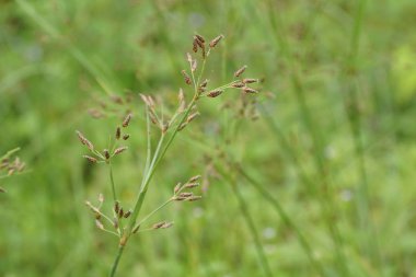 gündüz açık havada yeşil bitkilerin yakın 