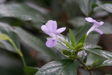 Açık büyüyen renk çiçekler yakın 