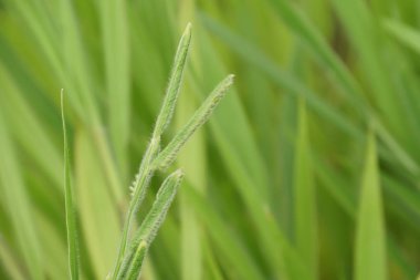 gündüz açık havada yeşil bitkilerin yakın 
