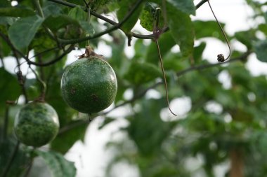 verim gündüz büyüyen meyve ağacının yakın 