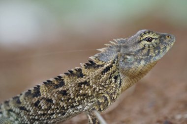 kertenkele açık havada duran yakın çekim