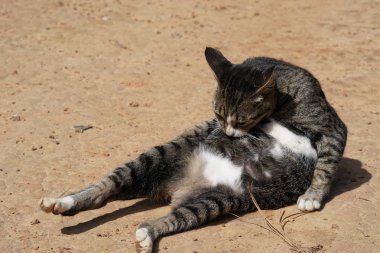 sevimli gri kedi rahatlatıcı açık 