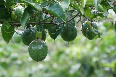 verim gündüz büyüyen meyve ağacının yakın 