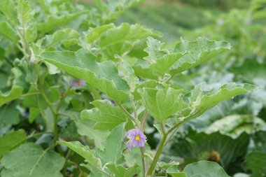 gündüz tarım alanının görünümü