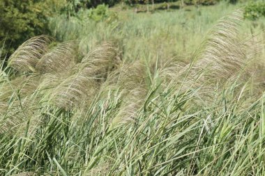 gündüz açık havada yeşil bitkilerin yakın 