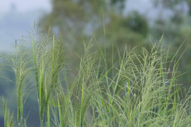 gündüz açık havada yeşil bitkilerin yakın 