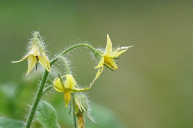 gündüz domates ile tarım alanı görünümü