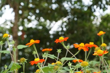 Açık büyüyen renk çiçekler yakın 