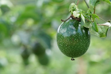 verim gündüz büyüyen meyve ağacının yakın 