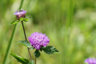 Açık büyüyen renk çiçekler yakın 