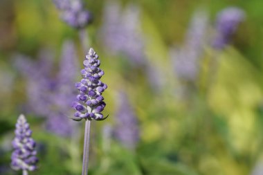 Açık büyüyen renk çiçekler yakın 