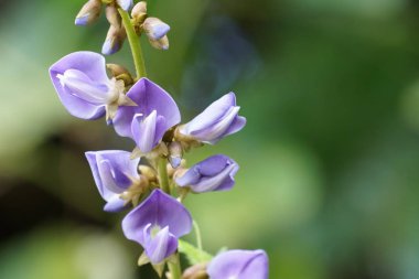 Açık büyüyen renk çiçekler yakın 