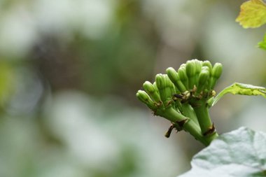 gündüz açık havada yeşil bitkilerin yakın 