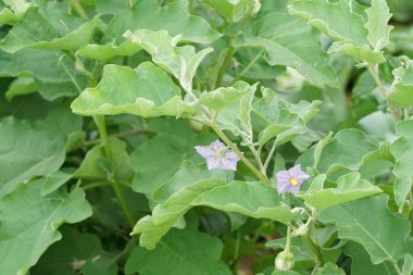 gündüz tarım alanının görünümü