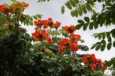 Açık büyüyen renk çiçekler yakın 