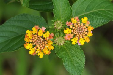 Açık büyüyen renk çiçekler yakın 