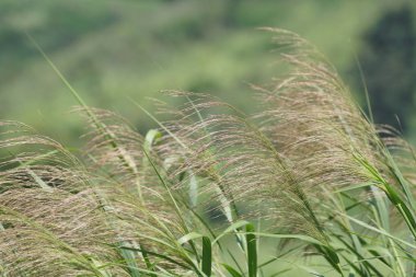 gündüz açık havada yeşil bitkilerin yakın 