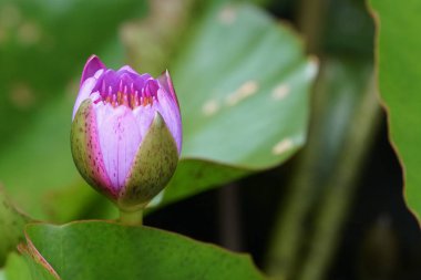 su yüzeyinde su zambak çiçek yakın 